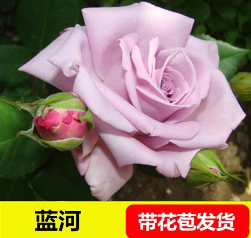 玛丽包品种包对版玫瑰月季苗花朵富贵牡丹气质灌木多花