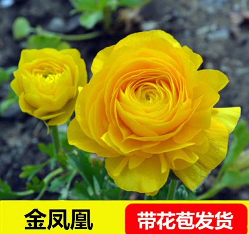 玛丽包品种包对版玫瑰月季苗花朵富贵牡丹气质灌木多花