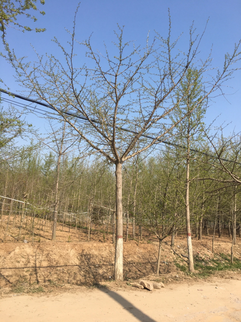 嫁接银杏，货源地直接供货，规格齐全