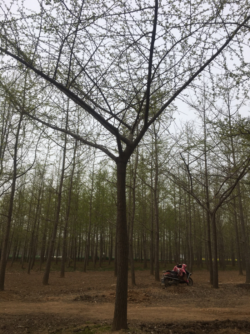 嫁接银杏，货源地直接供货，规格齐全
