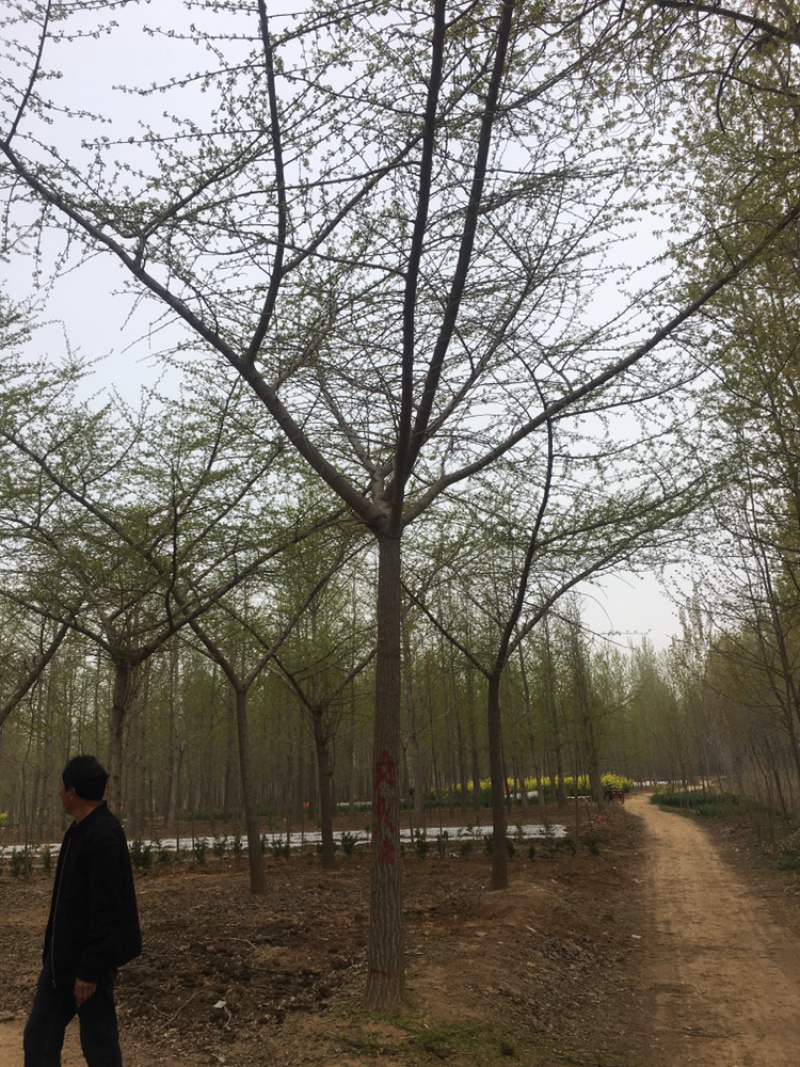 嫁接银杏，货源地直接供货，规格齐全