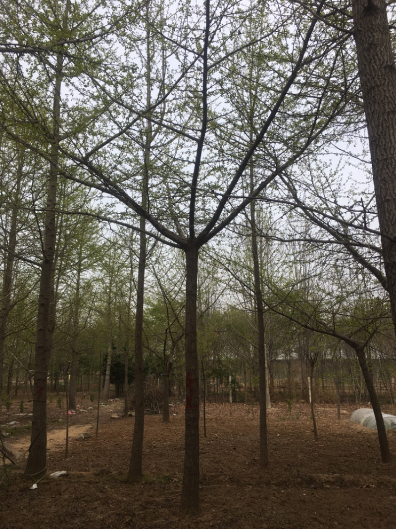 嫁接银杏，货源地直接供货，规格齐全