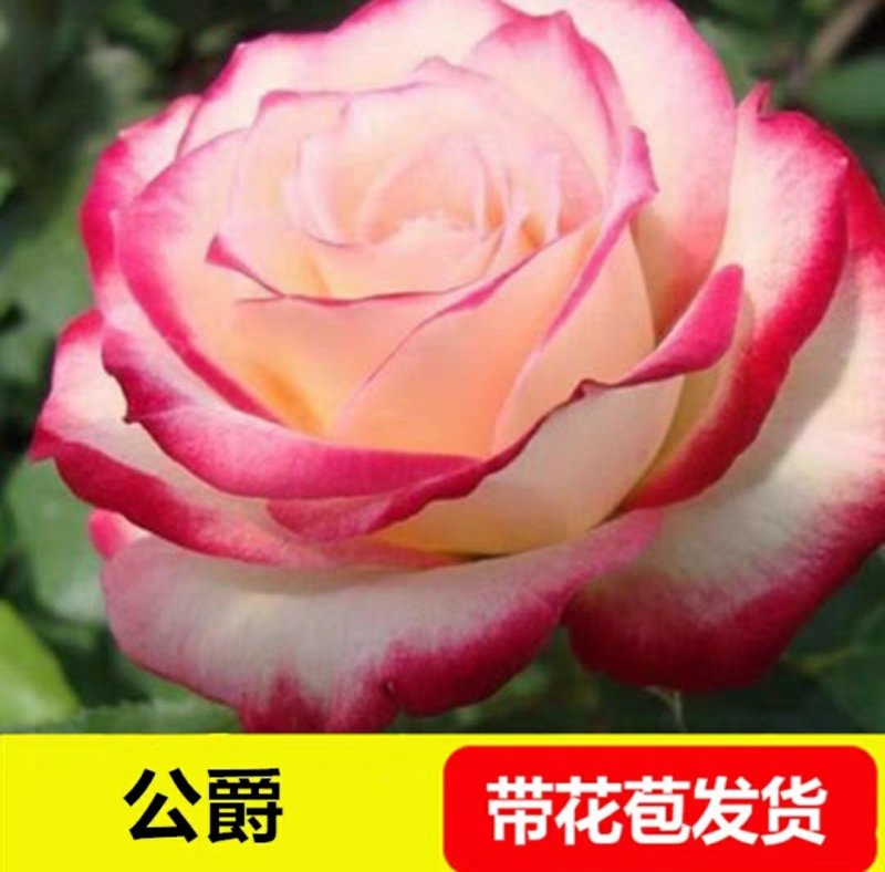 玛丽包品种包对版玫瑰月季苗花朵富贵牡丹气质灌木多花