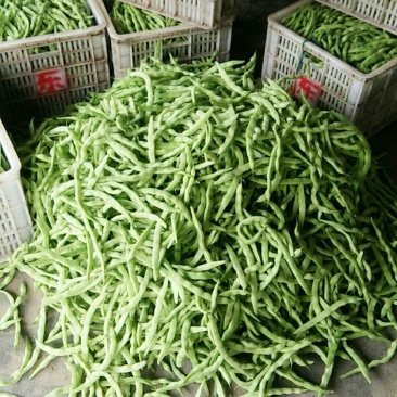 芸豆