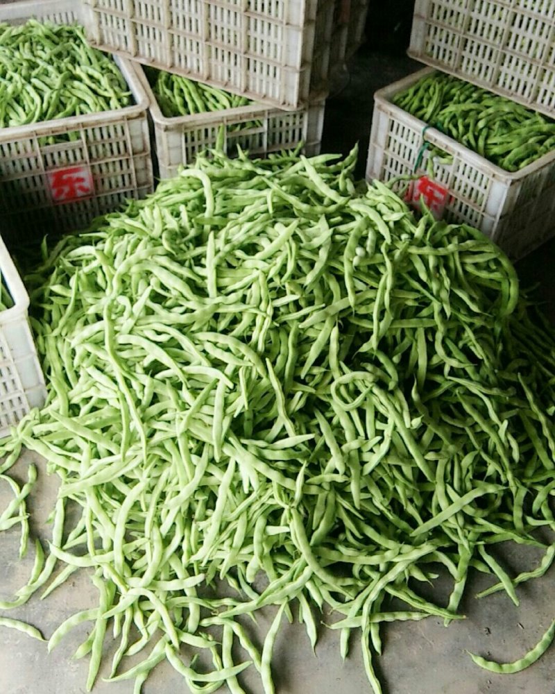 芸豆