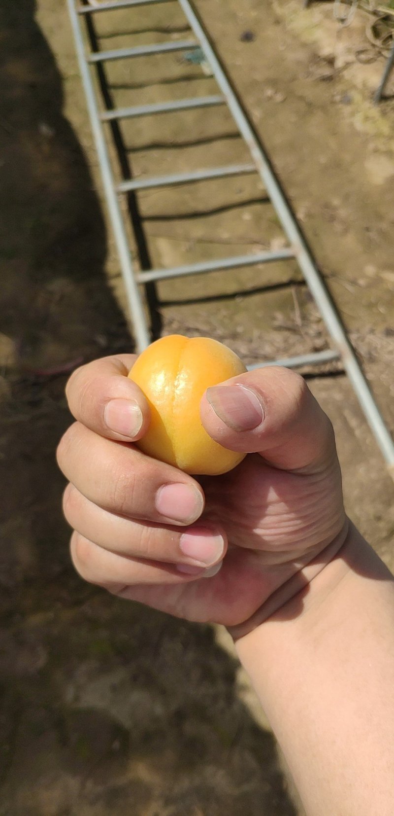 杏