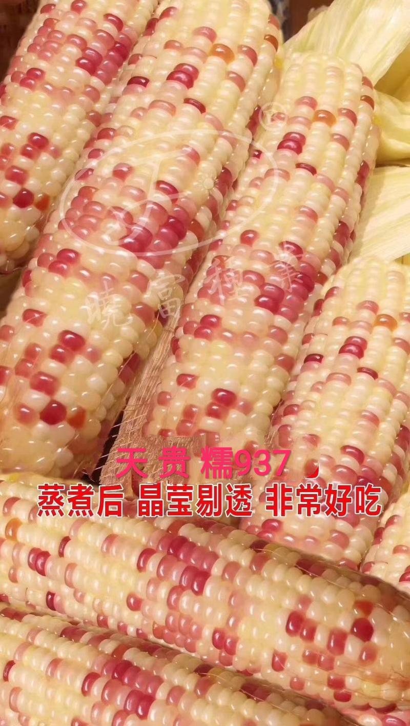 天贵糯937口感型大棒鲜食玉米种子200克