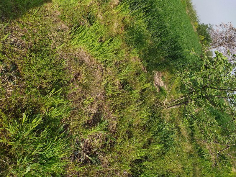 荒地，自留地，水浇地，平原地区可以种植，养殖