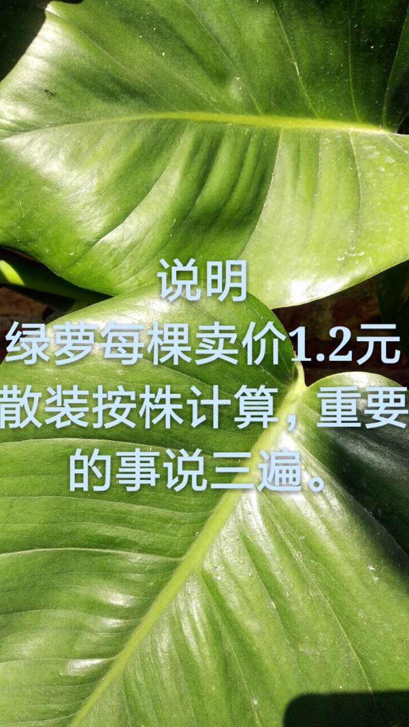 花卉盆景大叶绿萝，广东省肇庆市德庆县产地直供〈多省包邮〉