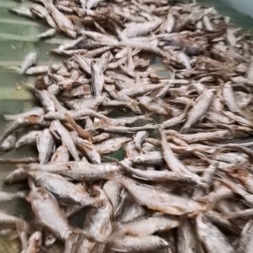 篮刀鱼
