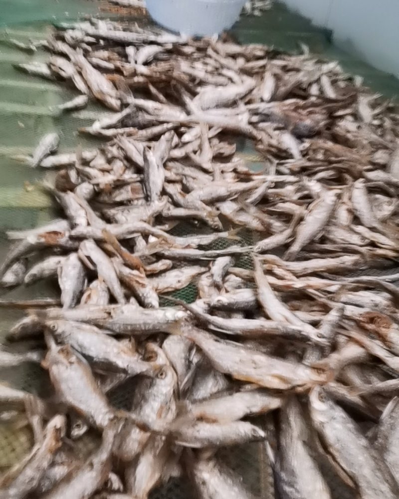 篮刀鱼