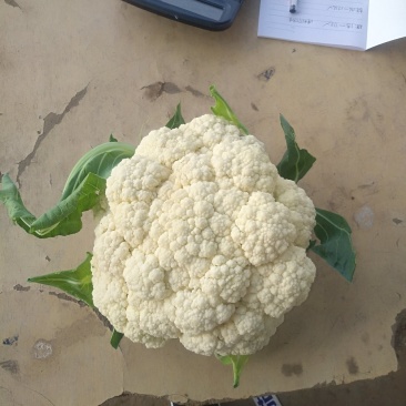 蔬菜