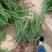 小龙柏龙柏树苗龙柏苗几百亩基地直供
