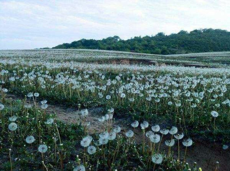 蒲公英种子婆婆丁黄花地丁种籽野生蒲公英种子四季野菜蔬菜种