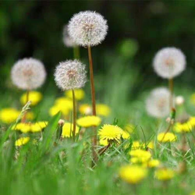 蒲公英种子婆婆丁黄花地丁种籽野生蒲公英种子四季野菜蔬菜种