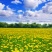 蒲公英种子婆婆丁黄花地丁种籽野生蒲公英种子四季野菜蔬菜种
