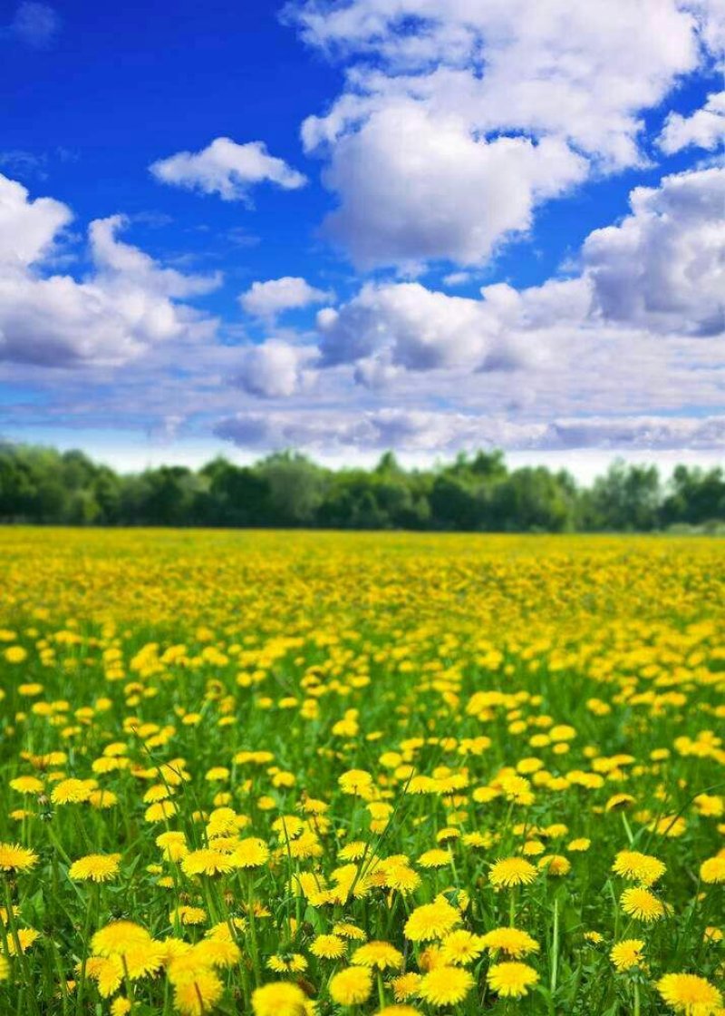 蒲公英种子婆婆丁黄花地丁种籽野生蒲公英种子四季野菜蔬菜种
