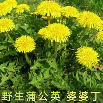 蒲公英种子婆婆丁黄花地丁种籽野生蒲公英种子四季野菜蔬菜种