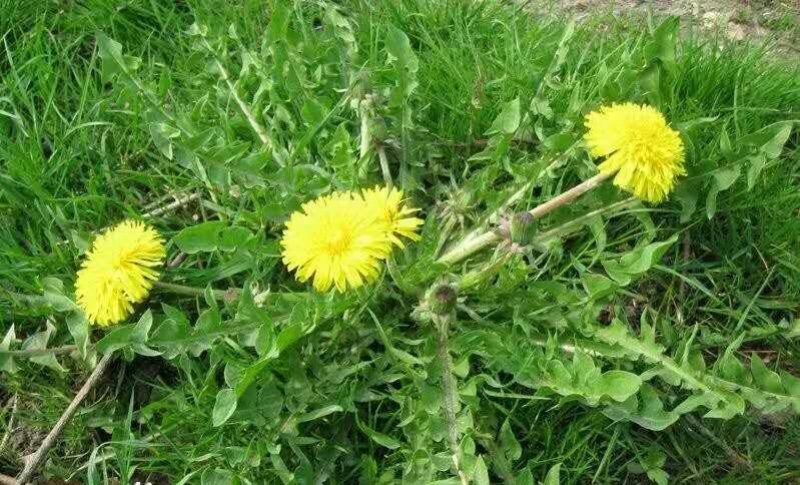 蒲公英种子婆婆丁黄花地丁种籽野生蒲公英种子四季野菜蔬菜种