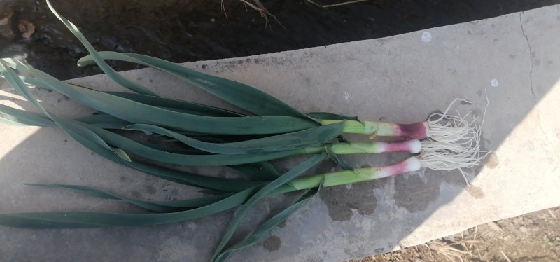 红根蒜苗