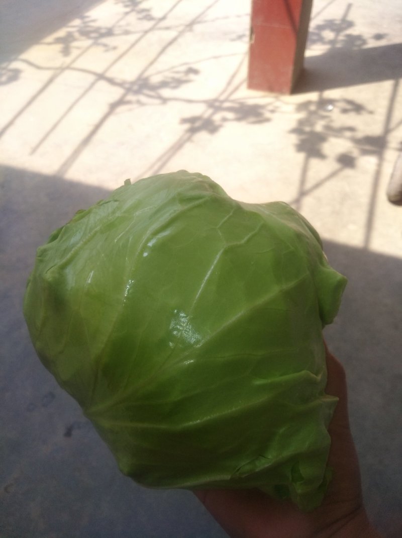 蔬菜