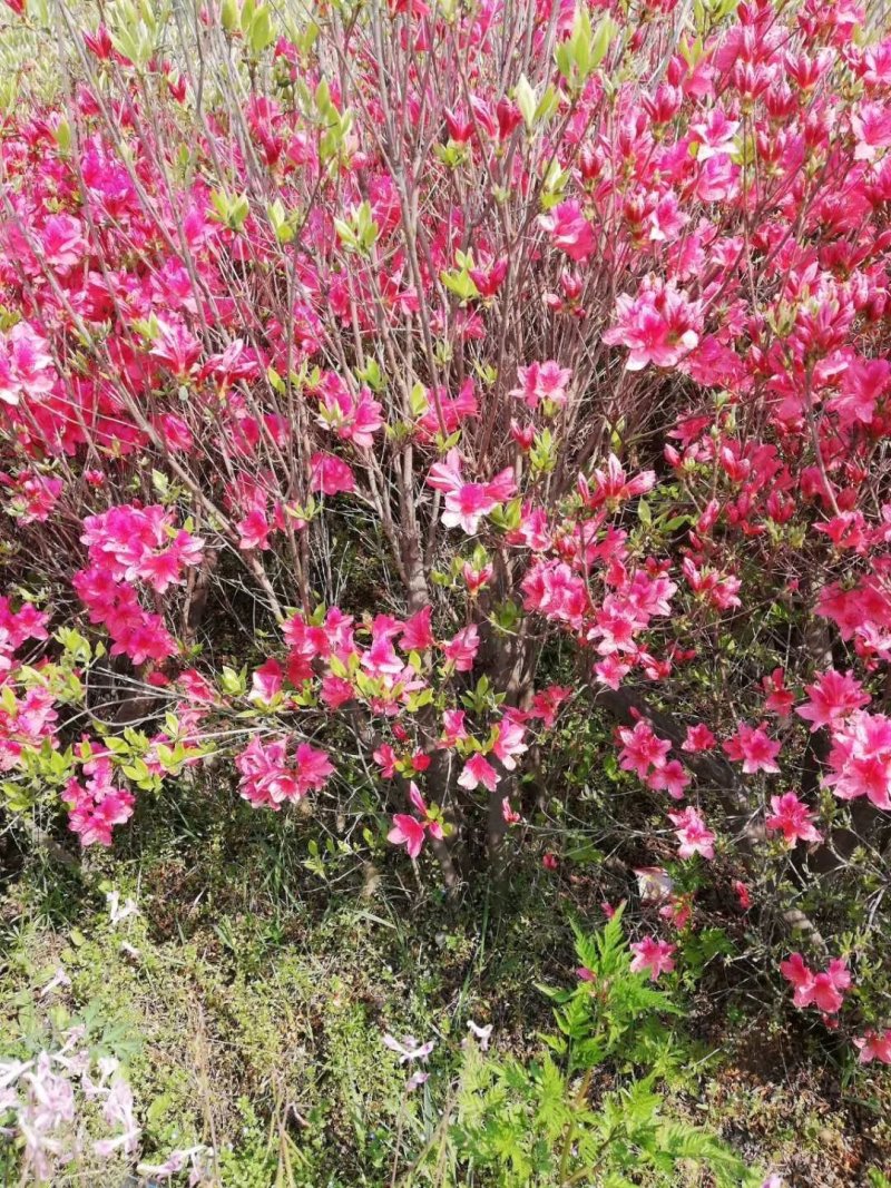 映山红丛生映山红野生杜鹃