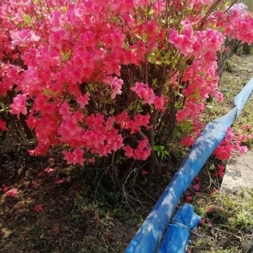映山红丛生映山红野生杜鹃