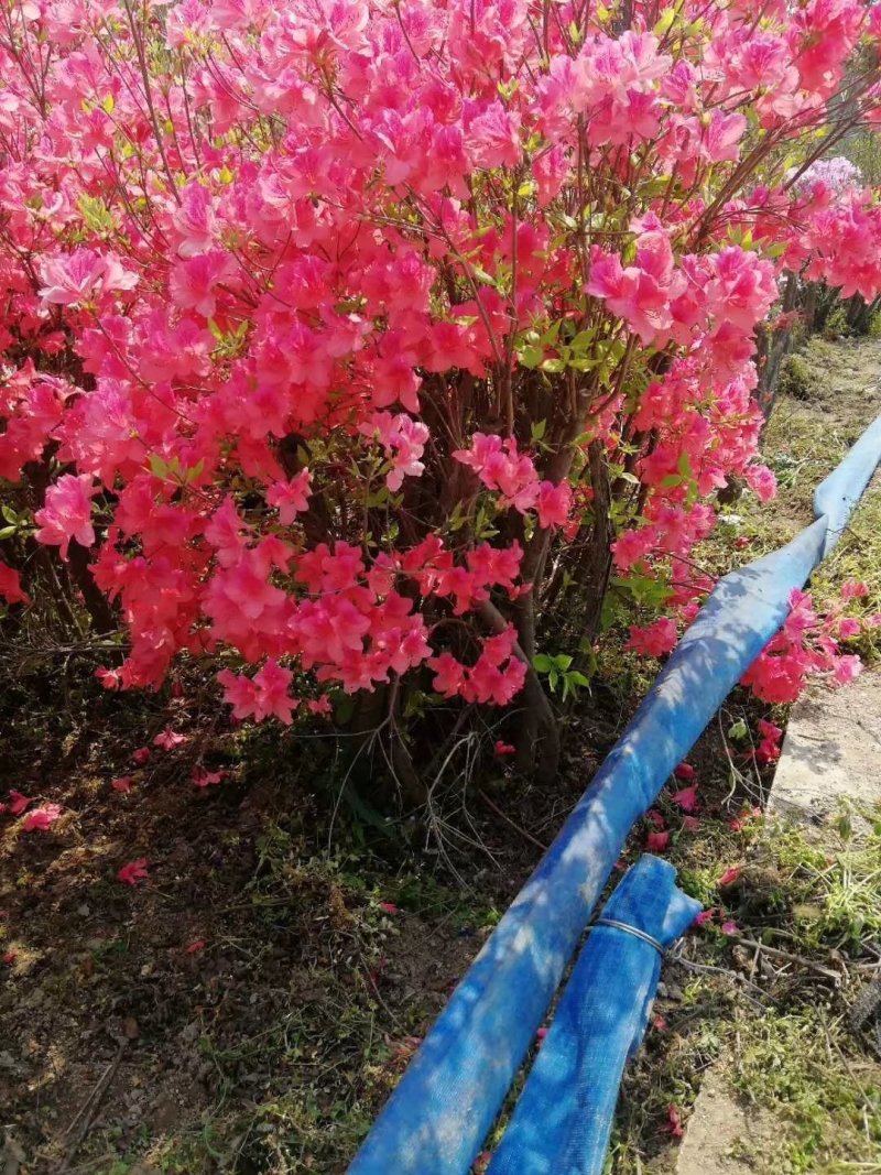 映山红丛生映山红野生杜鹃