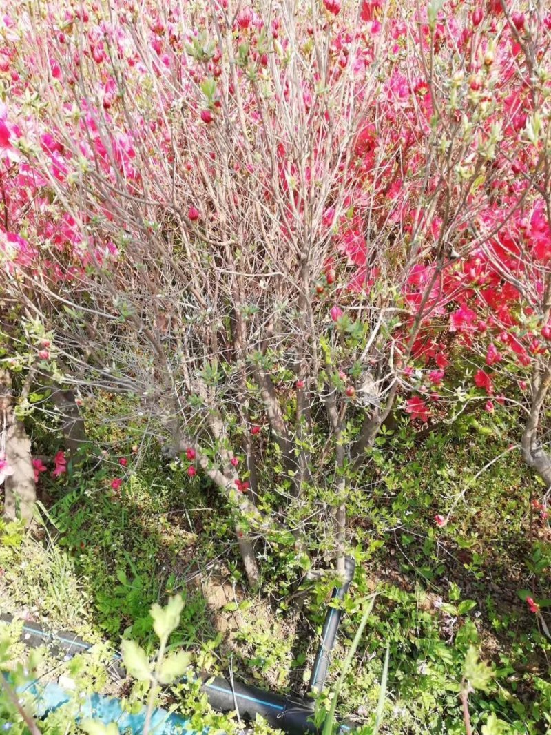 映山红丛生映山红野生杜鹃