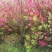 映山红丛生映山红野生杜鹃