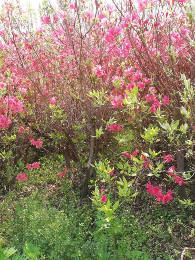 映山红丛生映山红野生杜鹃