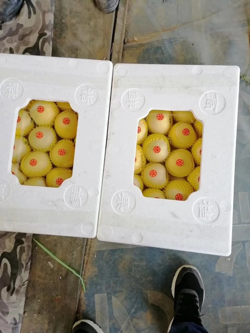 甜瓜大量供应，欢迎新老客户前来采购