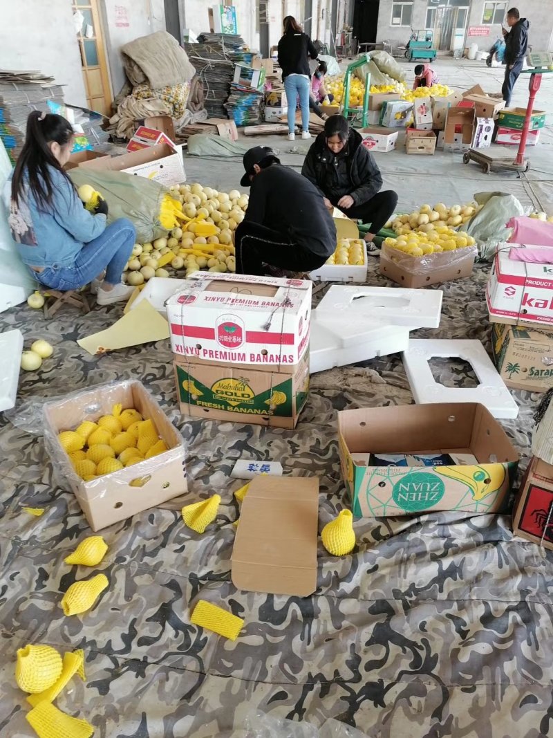 甜瓜大量供应，欢迎新老客户前来采购