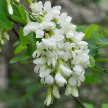 洋槐花