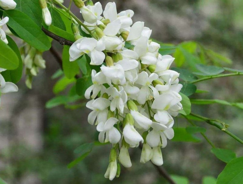 洋槐花