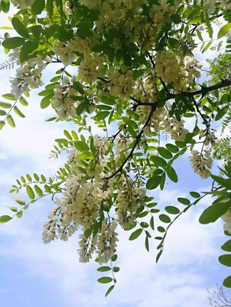 洋槐花