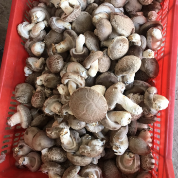 大叶花菇