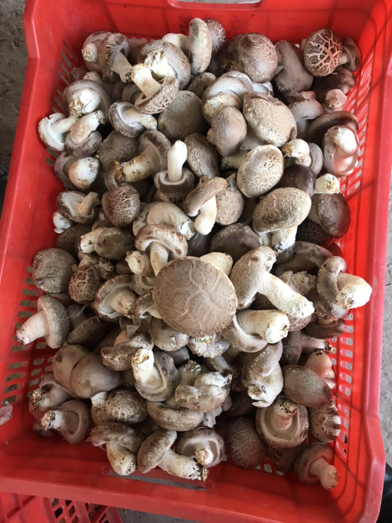 大叶花菇