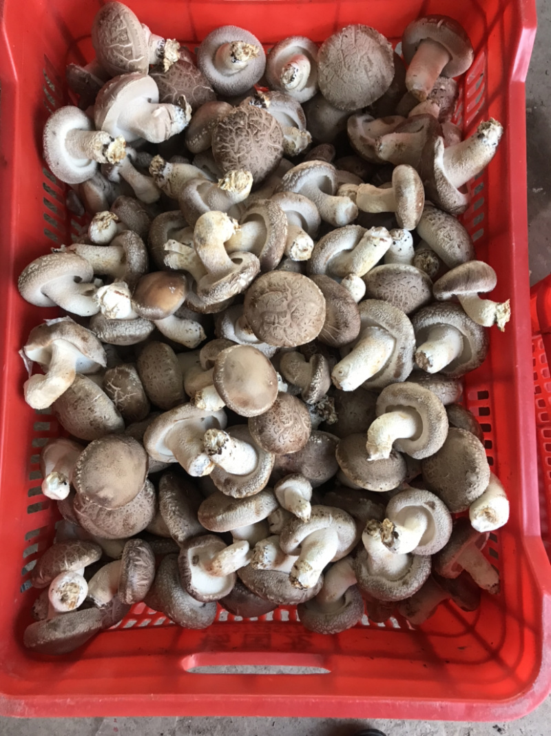 大叶花菇
