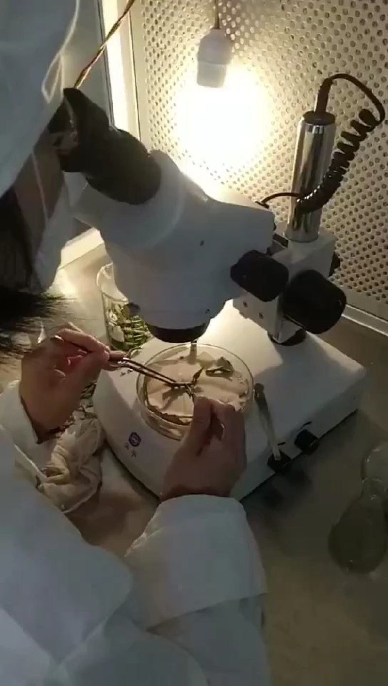 脱毒红薯苗冷棚繁育
