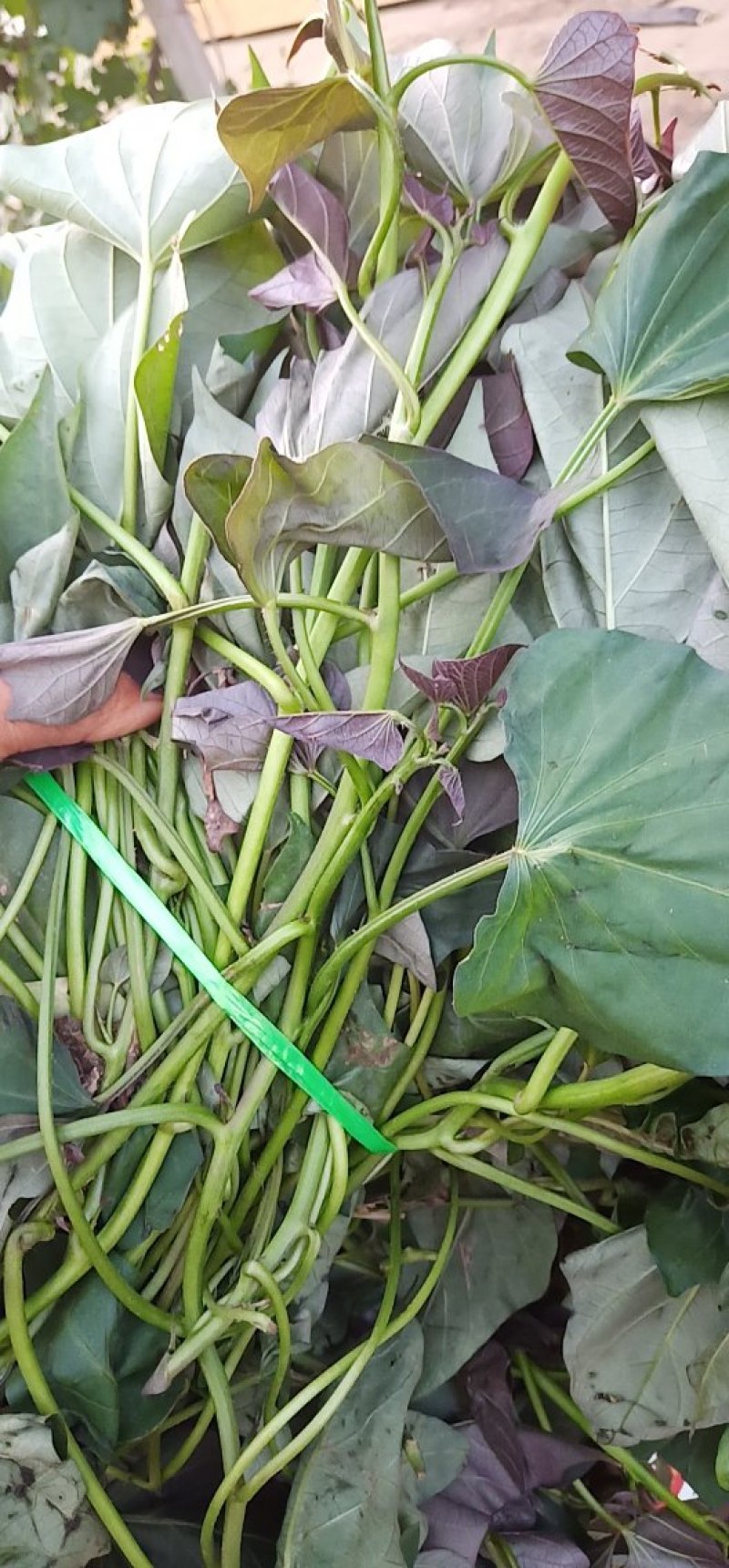 脱毒红薯苗冷棚繁育