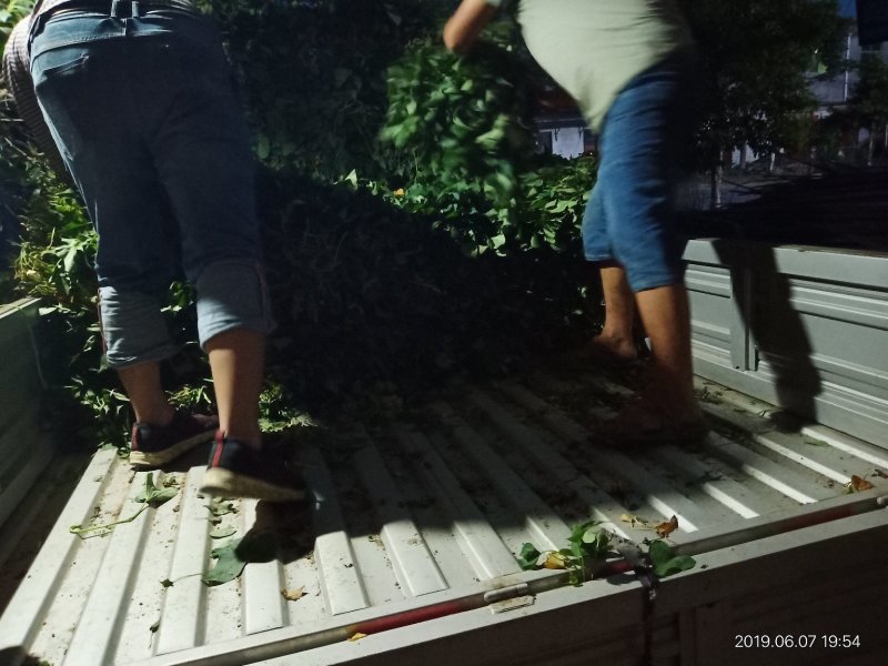脱毒红薯苗冷棚繁育