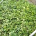 普通鸭脚木，鹅掌柴，大袋苗，24小时发货