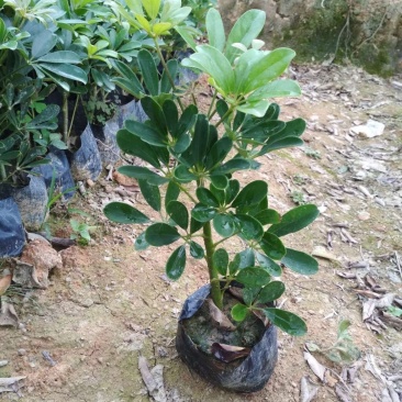 普通鸭脚木，鹅掌柴，中袋苗，现货，24小时直发