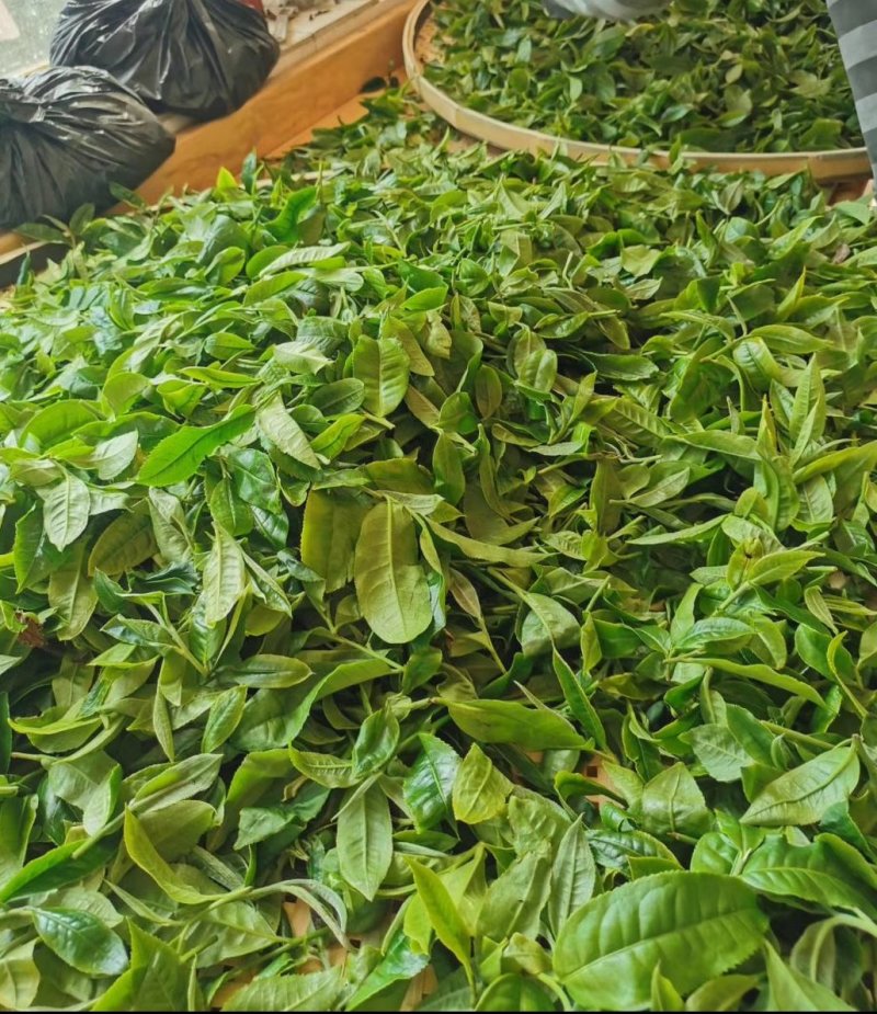 普洱茶