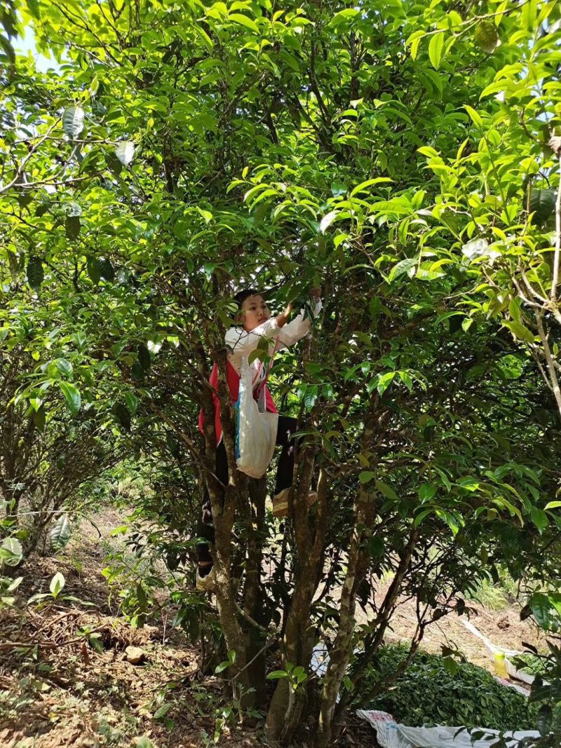 普洱茶