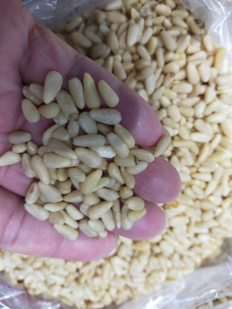 东北雪松仁～仁白香脆～质量好～饭店必备