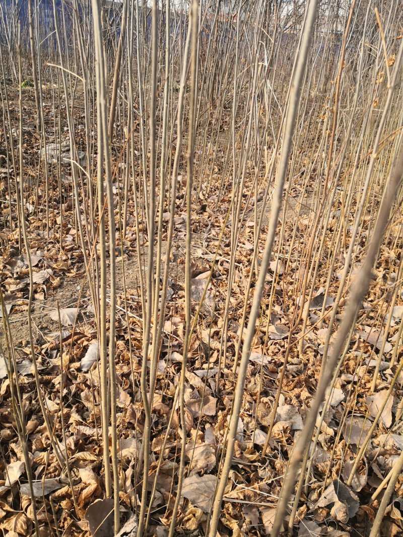 白腊树苗，白蜡树，白蜡，树苗，欢迎进店联系