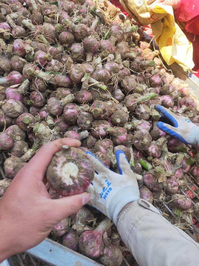 河南紫皮鲜蒜开始上市，蒜头，把子蒜，扒皮蒜，供应电商市场