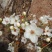 库尔勒香梨授粉，鸭梨花粉雪梨花粉，传统老梨树制粉质量保证